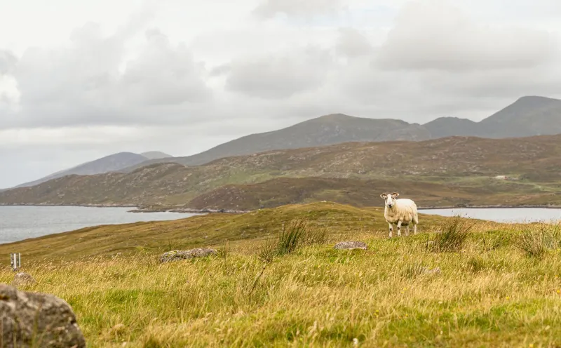 Ein Schaf in den Highlands