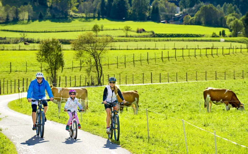 Famile, Radweg, Kühe