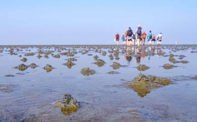 Wattenmeer