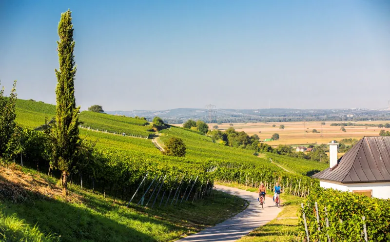 Weinberge Müllheim