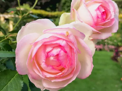 Rosengarten auf der Insel Mainau