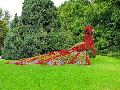 Blumenpfau auf der Insel Mainau