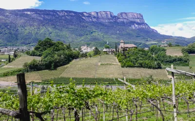 Weinanbau in Südtirol