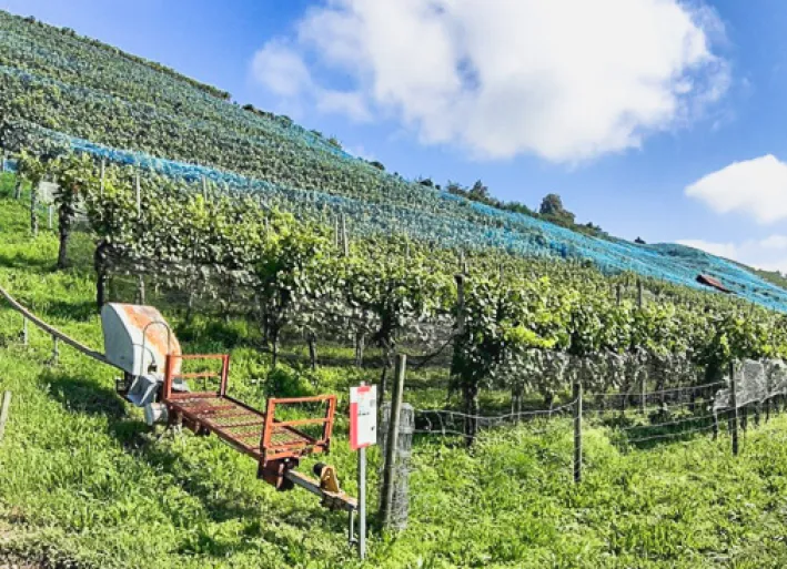 Weinanbau am Zürichsee