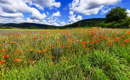 Blumenwiese