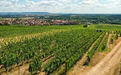 Blick über die Weinberge